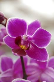 Viridea Garden Center E Il Tuo Centro Giardinaggio Di Fiducia Orchidea Bellissimi Fiori Giardinaggio