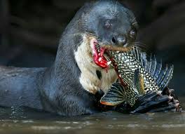 About press copyright contact us creator advertise developers terms privacy policy & safety how. What A Cute Otter 2 9gag