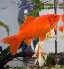 A telescope eye goldfish is in the fancy goldfish type, and most fancy golddfish get up to a foot long (with proper care). How Big Can Goldfish Get Make Your Goldfish Grow Faster