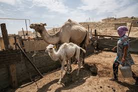 Bactrianus but lives in the wild. How Many Humps On A Camel In Kazakhstan It S Complicated The New York Times