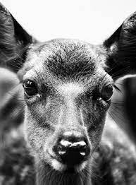 Pinterest Animals Animals Beautiful Animal Photography