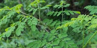 Daun kelor kering untuk diabetes. 14 Khasiat Daun Kelor Serta Efek Sampingnya Ketahui Dengan Teliti Merdeka Com