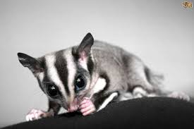 Do Sugar Gliders Make Good Pets Pets4homes