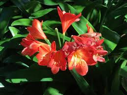 Image result for Clutia robusta