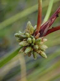 Image result for Isolepis prolifera
