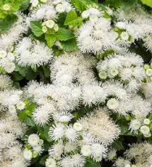 Now all you have to do is figure out how to keep them alive. Annuals Proven Winners