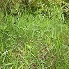 Image result for Entolasia