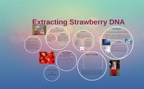 Extract dna from a strawberry in your kitchen. Extracting Dna From A Strawberry By Hana Jawz