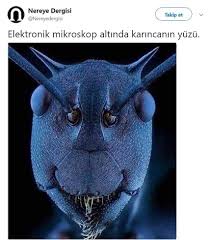 Ayse Na Adli Kullanicinin Djdjdjfjj Panosundaki Pin Elektron Mikroskobu Hayvan Hayvanlar