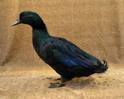 Black And White Domestic Duck Species The Livestock Conservancy Livestock Conservancy Duck Breeds Cayuga