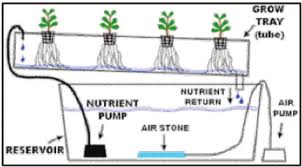 The Ebb And Flow System Download Scientific Diagram