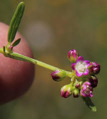 Image result for Gisekiaceae