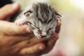 However, a tiny bit of touch isn't the best time for kittens to leave their mother is usually 10 to 12 weeks old. How To Treat Fading Kitten Syndrome