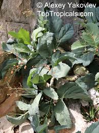 Image result for Cyphostemma barbosae