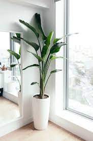 Home Tour How To Create A Zen Work From Home Space Om The City Arredamento Piante Da Interni Piante D Appartamento Arredare Con Le Piante Da Appartamento