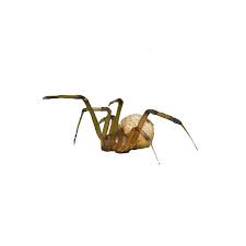 Spider, spider on the wall, who's the creepiest of them all? Brown Widow Spider Identification Brown Widow Spiders In Virginia