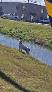 Saw a dog with a collar by air port