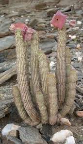 Image result for Hoodia currorii