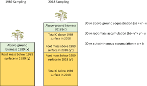 Today, the geologic time scale shows ages based on radiometric age dating. Thirty Year Repeat Measures Of Mangrove Above And Below Ground Biomass Reveals Unexpectedly High Carbon Sequestration Springerlink