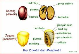 Dikotil biasanya memiliki akar keran. Tumbuhan Dikotil Dan Monokotil Rumushitung Com