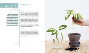 Bol Com Stek Je Plant Iris Van Vliet 9789082968705 Boeken Planten Boeken Kamerplanten