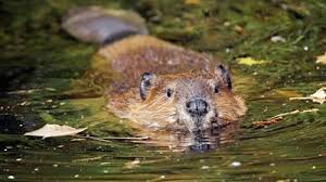 Find your nearest shop or food truck. Cheshire Sees Return Of Beavers After 400 Years Away Bbc News