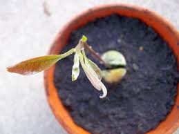 Over 70% new & buy it now; How To Grow Your Own Avocado Plant Or Tree