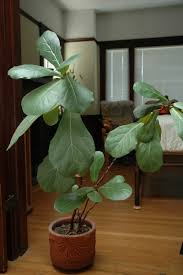 Image result for Ficus pseudomangifera