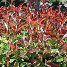 Check spelling or type a new query. Photinia Wonder Hedge Garden Express