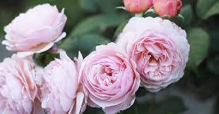 Nov 29, 2018 · the flower is an endangered species in the wild in many parts of europe. Best Roses For Floral Design