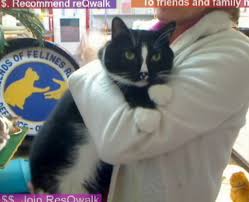 Elanco animal health cheristin for cats. Ch Cerebellar Hypoplasia Friends Of Felines Rescue Center