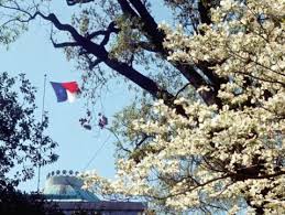 Flower is an unincorporated community in braxton county, west virginia, united states. Blossom Of Dogwood Tree Official State Flower Nc Dncr