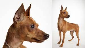 Miniature Pinscher Dog Breed Selector Animal Planet Miniature Pinscher Dog Dog Breed Selector Dog Breeds