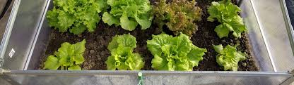 Gewächshäuser für balkone sind in erster linie für den kleinen betrieb gedacht. Regionaler Geht Es Nicht Gemuse Im Eigenen Gewachshaus Anbauen Www Vegetarische Kochbox De