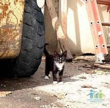 A kansas city, mo 64155 rescue helping to find loving homes for dogs, cats. What You Need To Know About Kitten Season Pet Resource Center Of Kansas City