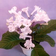 Image result for Streptocarpus goetzei