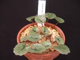Cyclamen mirabile, hildebrand, 1906 = cyclamen cilicium subsp. Cilicium Cyclamineus Botanical Cyclamen Nursery