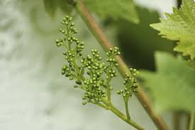 We did not find results for: How To Increase The Size And Diameter Of Table Grapes