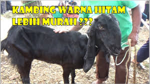 We did not find results for: Kenapa Kambing Warna Hitam Harganya Lebih Murah Tanya Ke Penjual Youtube