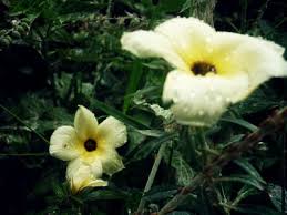 Adrian Albuquerque F. Lopes