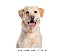 Image result for labrador retrívr