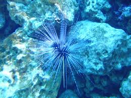 Binatang ini terbagi menjadi sekitar 950 spesies dan dapat ditemukan mulai dari daerah pasang surut sampai di kedalaman 5.000 meter. Echinoidea Wikispecies