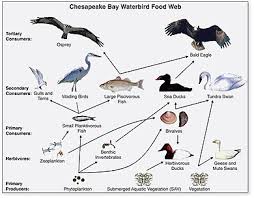 In particular, the biomass of consumers (copepods, krill, shrimp, forage fish) is larger than the biomass of primary producers. Food Chain Wikipedia