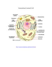 Some ribosomes are found scattered in the cytoplasm (referred to as free ribosomes), while others are attached to the endoplasmic reticulum (bound ribosomes). Generalized Animal Cell