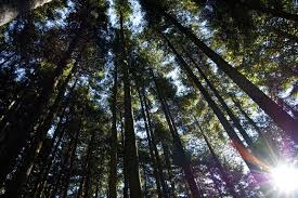 Image result for leafy forest public domain