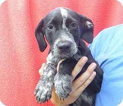 Maybe you would like to learn more about one of these? Gsp Lab Mix Basset Hound Mix I Love Dogs Yorkie