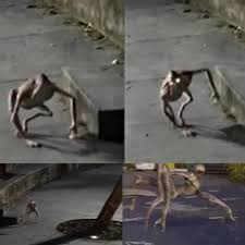 Mysterious creature: The tiny alien was captured by a woman ...