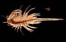 We supply algal feeds and zooplankton to universities, marine ornamental growers, and over 500 fish, shrimp, and shellfish hatcheries in 90+ countries around the world. Brine Shrimp Wikipedia