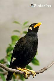 Ini Dia 6 Makanan Burung Beo Biar Cepat Bicara Mudah Ditemukan In 2021 Burung Beo Makanan Burung Burung Peliharaan