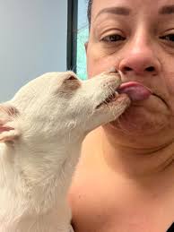 PACO IS DEAD! 😱 #WWDeadlyFall #WidowsWar